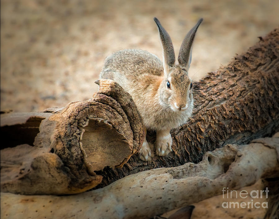 Mojave Cottontail Photograph by Lisa Manifold