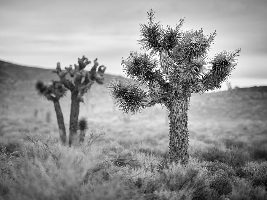 Mojave Desert Black and White Photograph by Matt Hammerstein