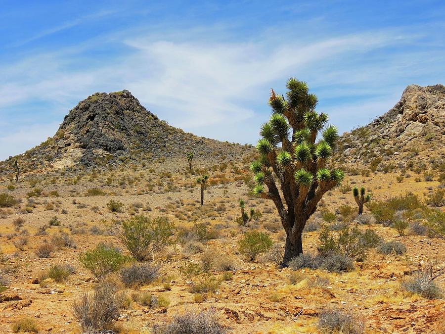 Mojave Desert Photograph by Connor Beekman