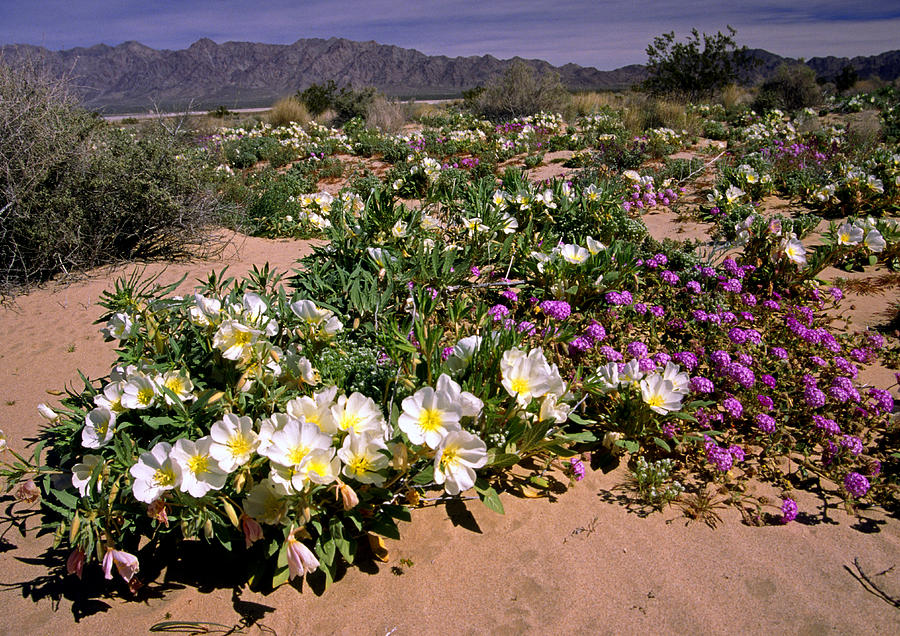 Mojave Desert in California Photograph by Gary Corbett