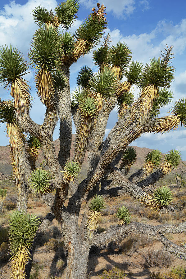 Mojave Desert Joshua Tree Portrait Photograph by Kyle Hanson