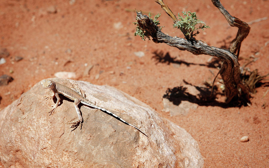 Mojave Desert Lizard Photograph by Marilyn Hunt