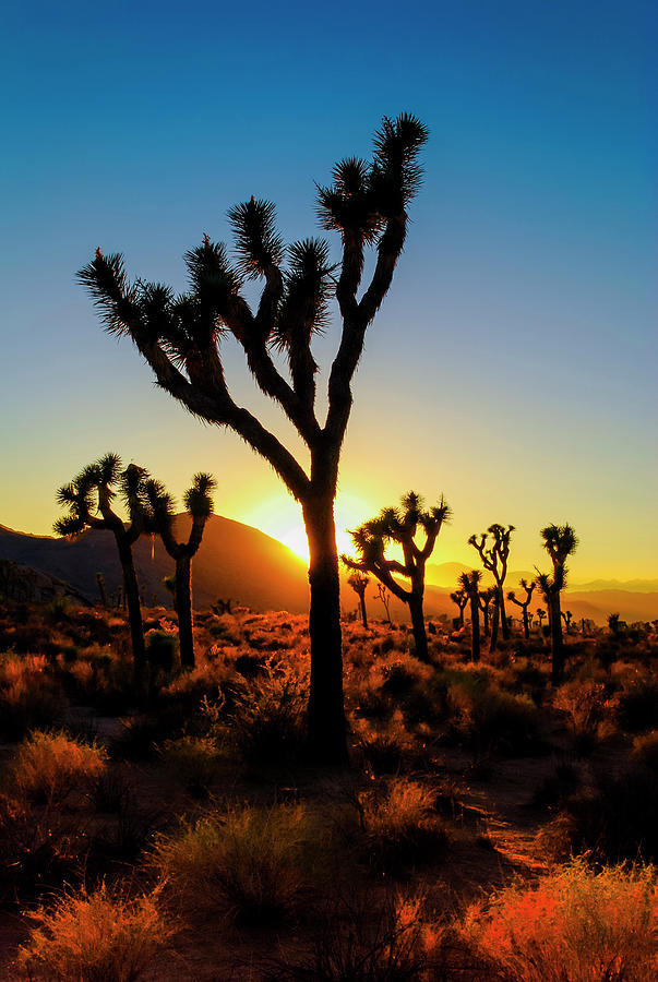 Joshua Tree National Park Photograph - Mojave Desert by Radek Hofman