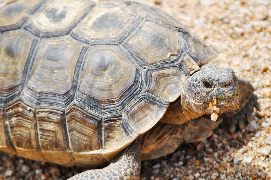 Mojave Desert Tortoise II Photograph by Kyle Hanson