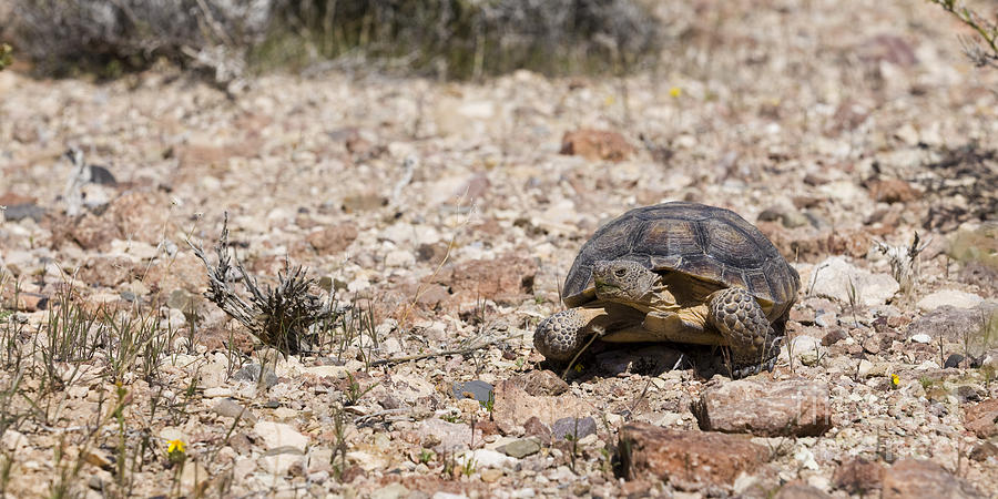 Mojave desert tortoise - Mojave, California USA Photograph by B Christopher