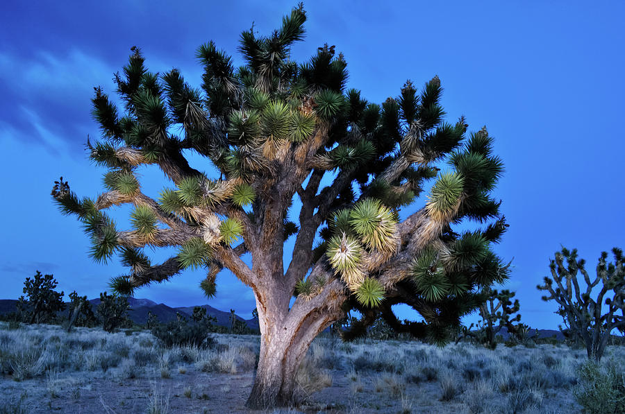 Mojave Joshua Tree at Night Photograph by Kyle Hanson