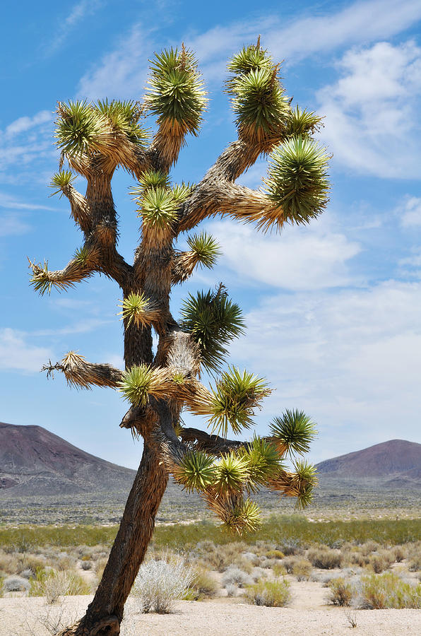 Mojave Joshua Tree Photograph by Kyle Hanson