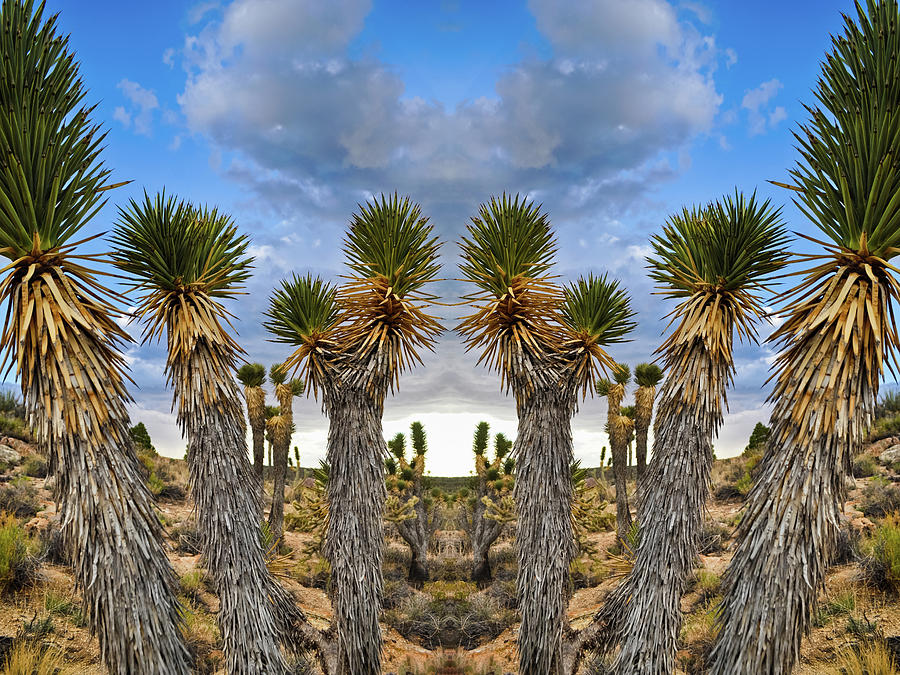 Mojave Joshua Tree Mirror Photograph by Kyle Hanson