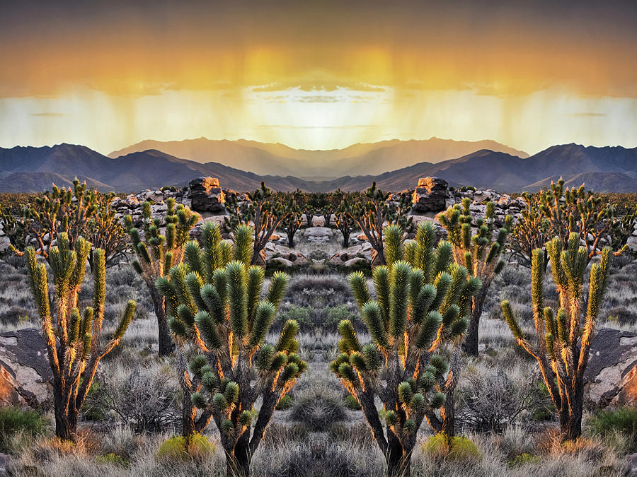 Mojave Joshua Tree Mirror Sunset Photograph by Kyle Hanson