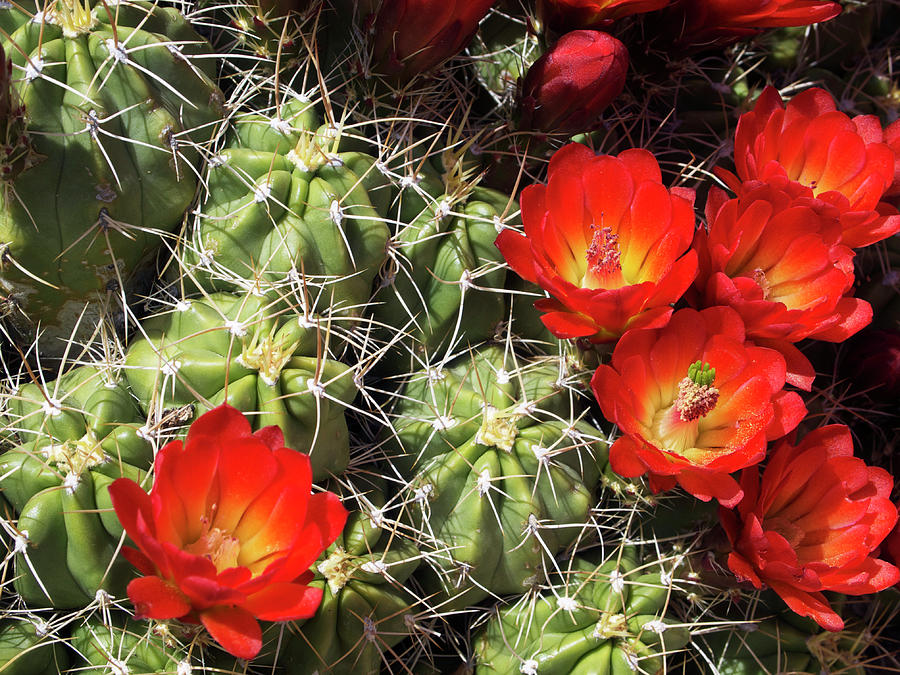 Mojave Mound Cactus, Mojave National Preserve, March 2016 Photograph by ...