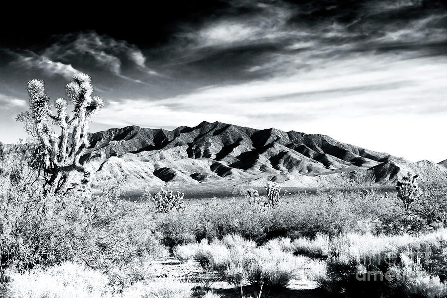 Mojave National Preserve Photograph by John Rizzuto