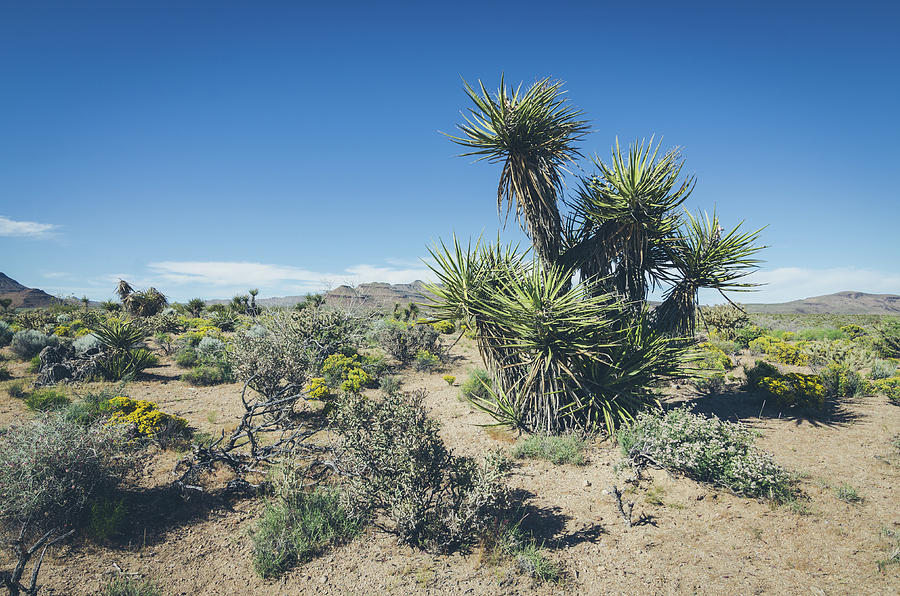 Mojave National Preserve No.3 Photograph by Margaret Pitcher