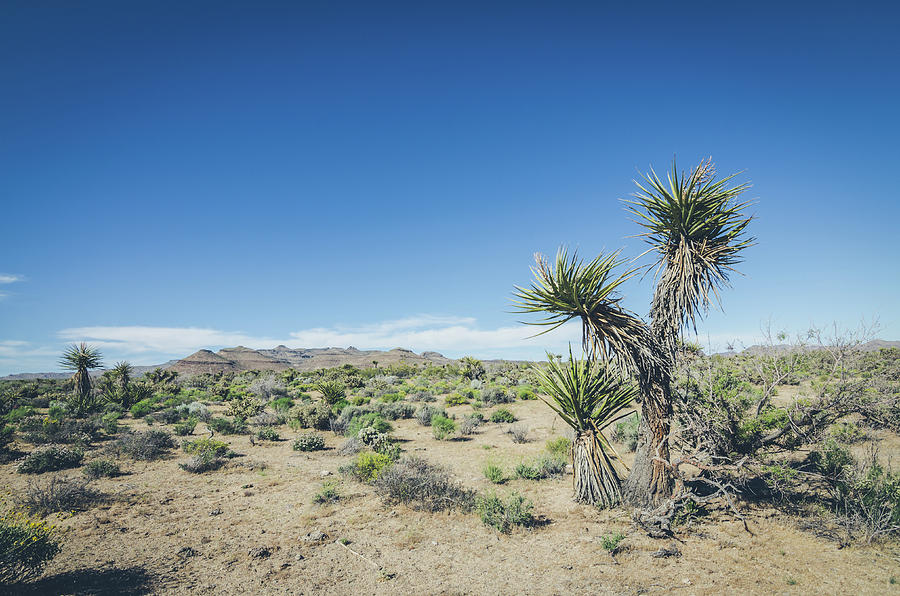 Mojave National Preserve No.4 Photograph by Margaret Pitcher