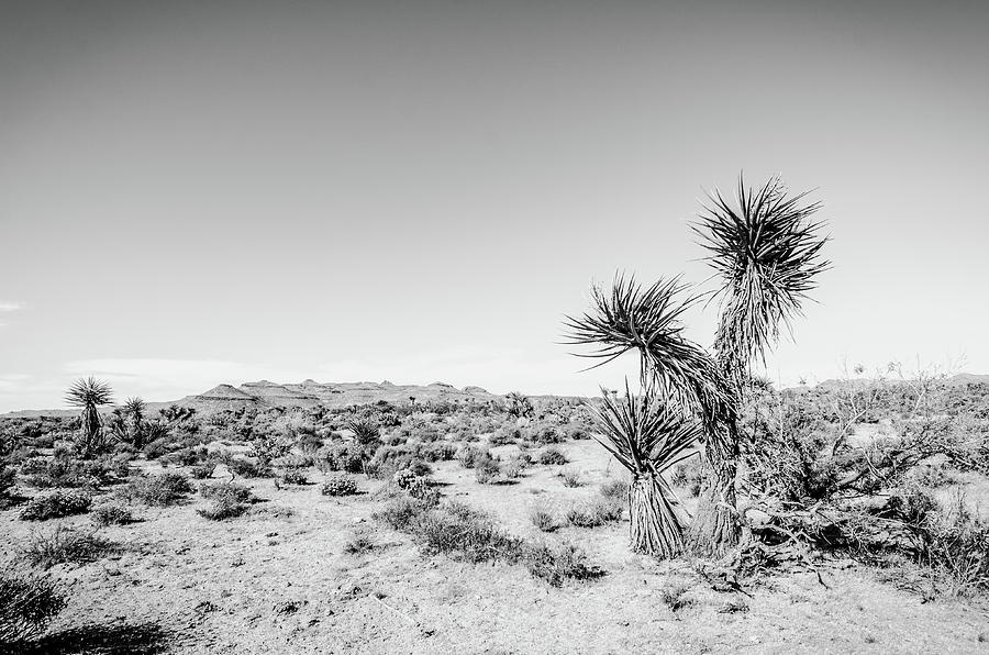 Mojave National Preserve No.4 Monochrome Photograph by Margaret Pitcher