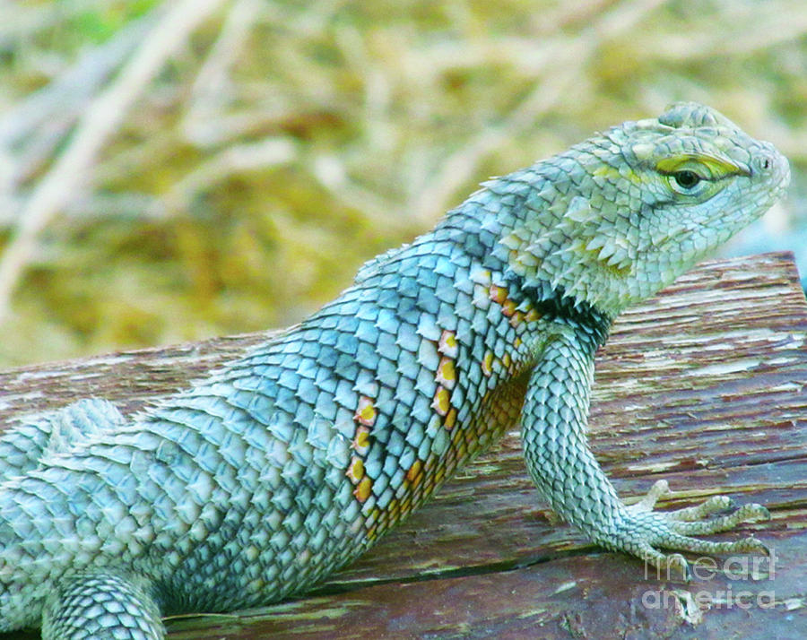 Mojave Speckled Iguana Photograph by J Marielle