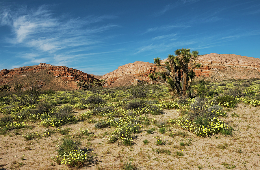 Mojave Springtime Photograph by Loree Johnson