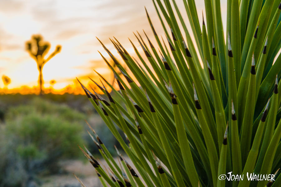 California Photograph - Mojave Yucca at sunrise by Joan Wallner California Photograph - Mojave Yucca at sunrise by Joan Wallner