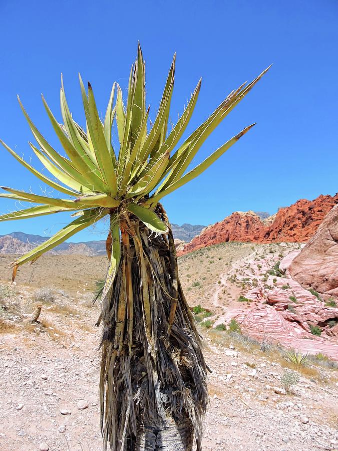 Mojave Yucca Photograph by Connor Beekman | Fine Art America