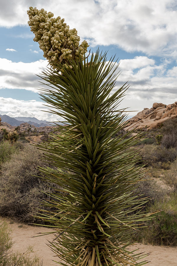 Mojave Yucca in Bloom Photograph by John Daly