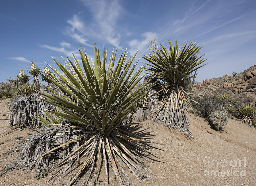 Mojave Yucca Photograph by Juli Scalzi