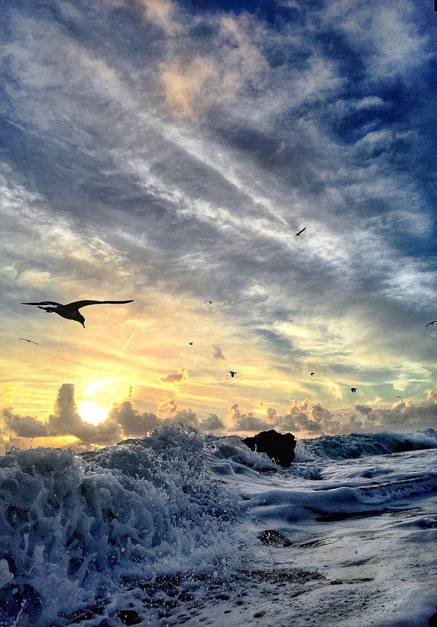 Seagull Photograph - Mojo Rising by Andrew Royston