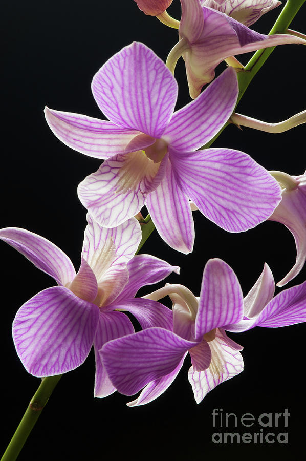 Mokara Orchid Photograph by David R Mann