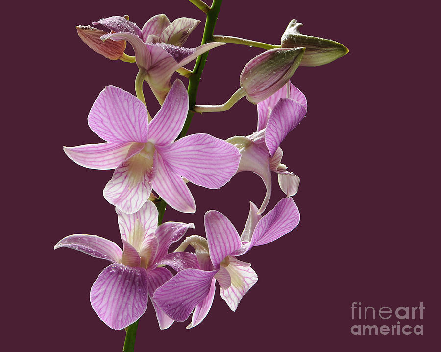 Mokara Orchid  #6733 Photograph by David R Mann