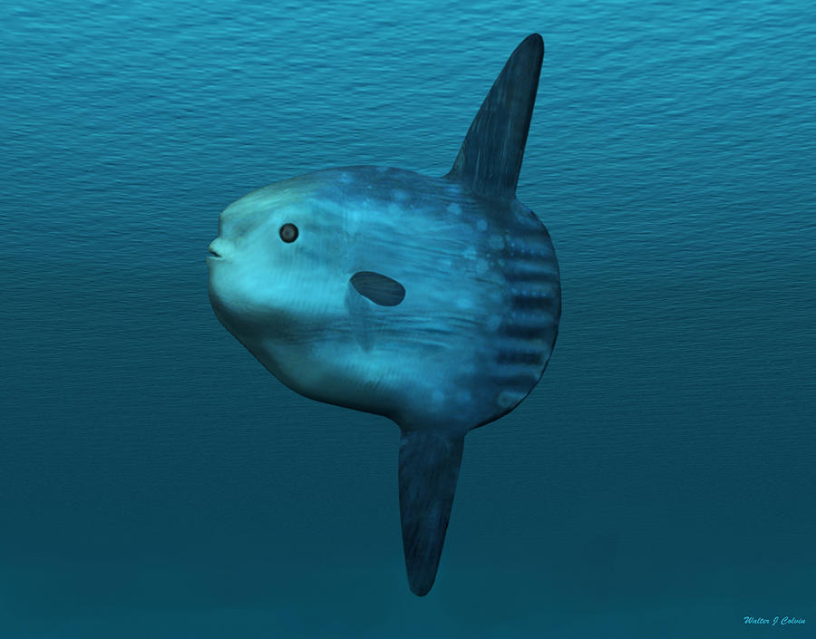 Mola Mola Ocean Sunfish Digital Art by Walter Colvin