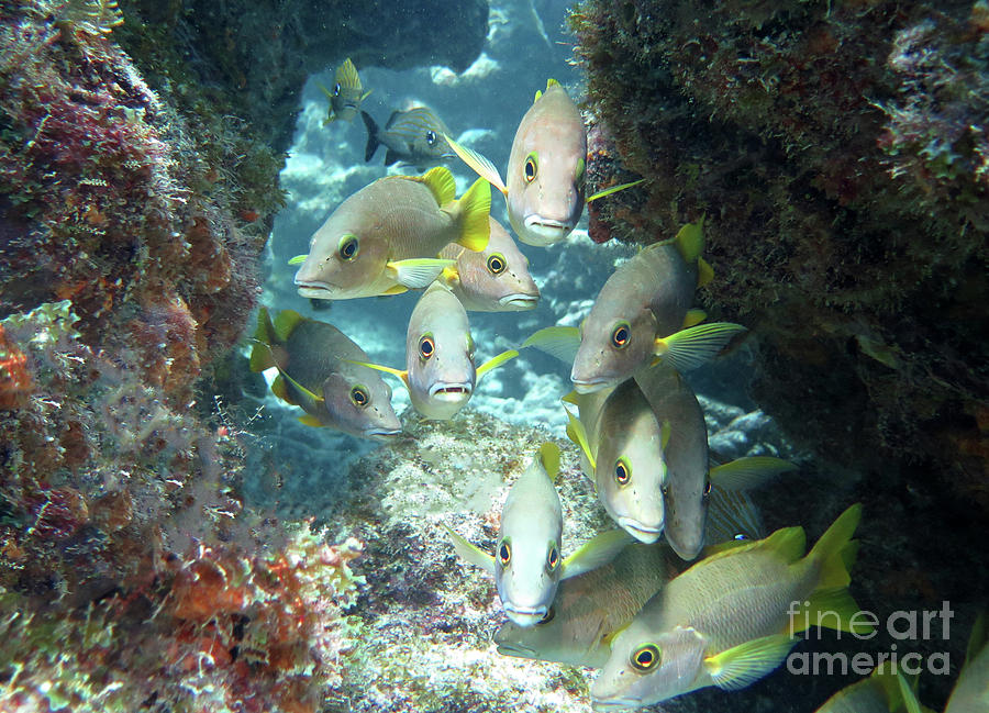 Molasses Reef 31 Photograph by Daryl Duda Pixels