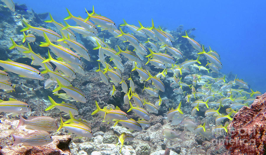 Molasses Reef 31B Photograph by Daryl Duda Pixels