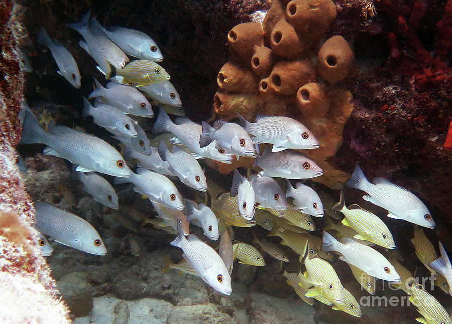 Molasses Reef 5 Photograph by Daryl Duda