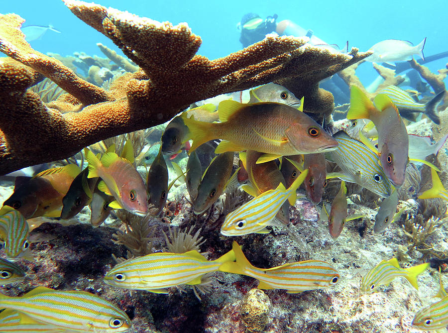 Molasses Reef 8 Photograph by Daryl Duda Pixels