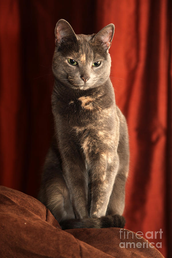 Cat Photograph - Mollie by Amanda Barcon