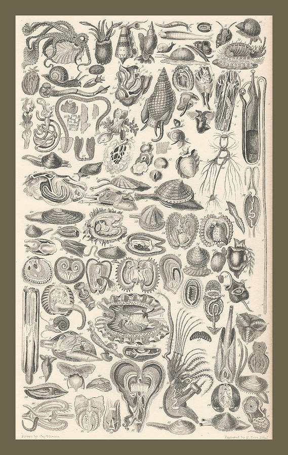 John James Audubon Drawing - Mollusca by Dreyer Wildlife Print Collections 