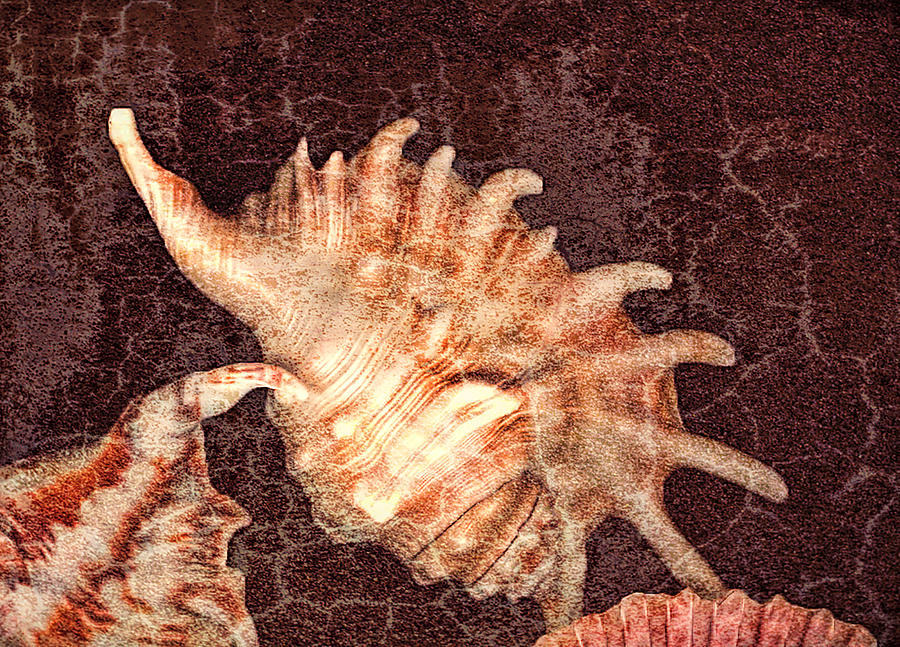 Mollusk Shell Digital Art by Cathy Anderson