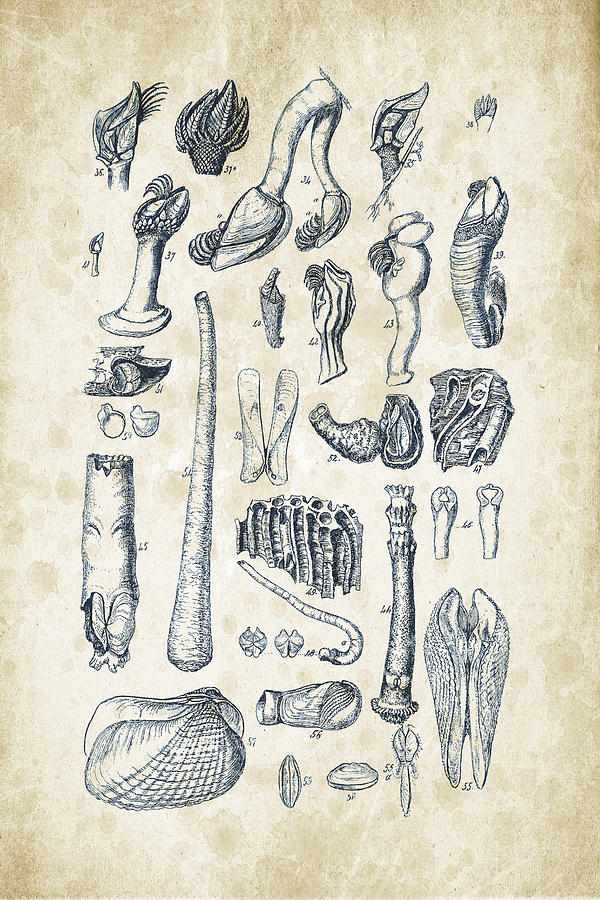 Molluscs Digital Art - Mollusks - 1842 - 02 by Aged Pixel Molluscs Digital Art - Mollusks - 1842 - 02 by Aged Pixel