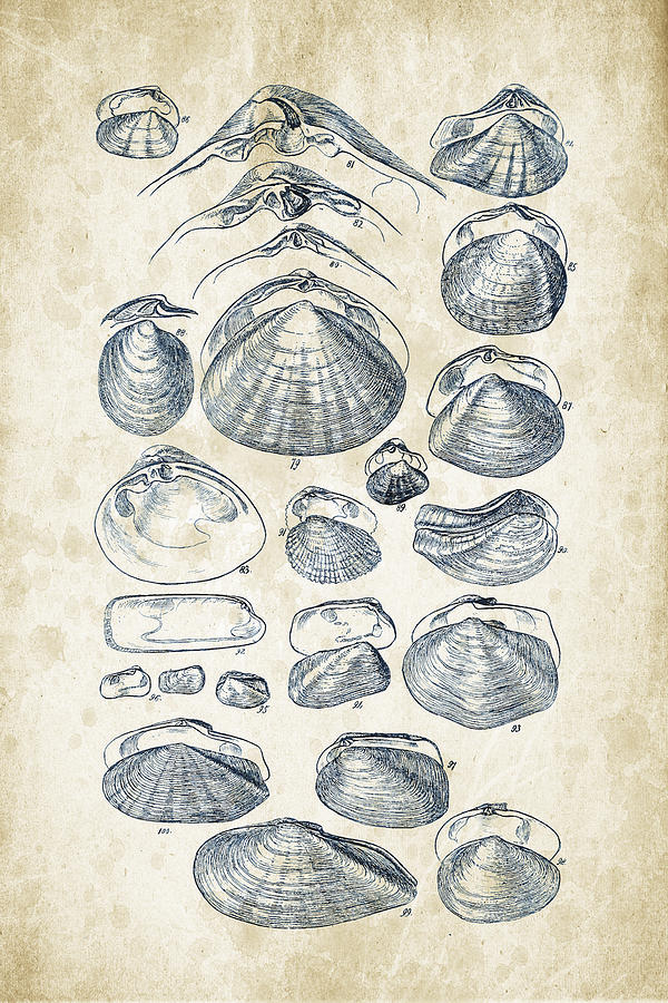 Molluscs Digital Art - Mollusks - 1842 - 04 by Aged Pixel Molluscs Digital Art - Mollusks - 1842 - 04 by Aged Pixel