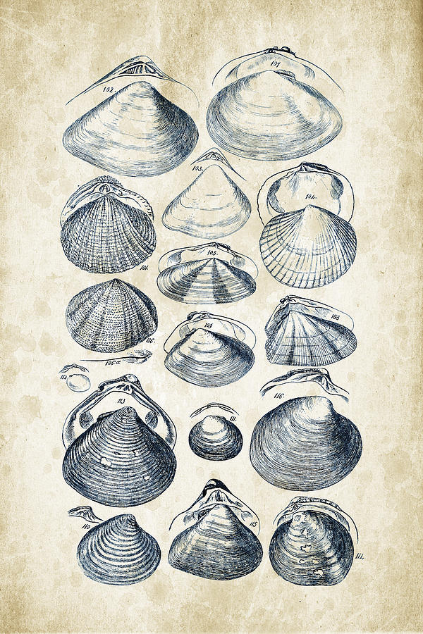 Molluscs Digital Art - Mollusks - 1842 - 05 by Aged Pixel Molluscs Digital Art - Mollusks - 1842 - 05 by Aged Pixel