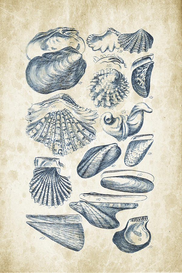 Molluscs Digital Art - Mollusks - 1842 - 09 by Aged Pixel Molluscs Digital Art - Mollusks - 1842 - 09 by Aged Pixel