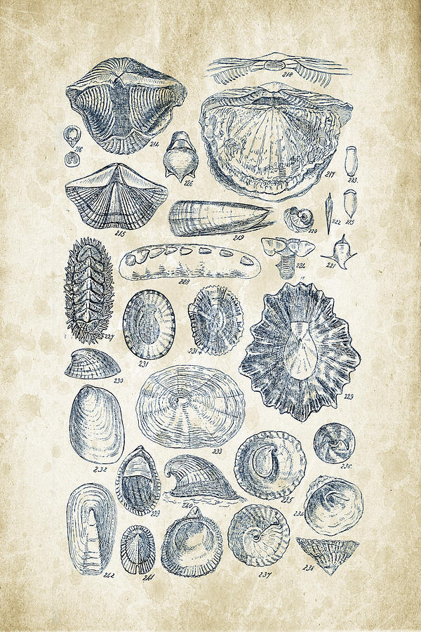 Molluscs Digital Art - Mollusks - 1842 - 12 by Aged Pixel Molluscs Digital Art - Mollusks - 1842 - 12 by Aged Pixel