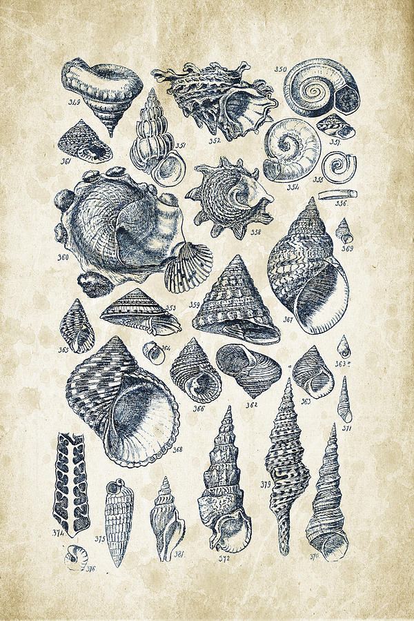 Shell Digital Art - Mollusks - 1842 - 16 by Aged Pixel