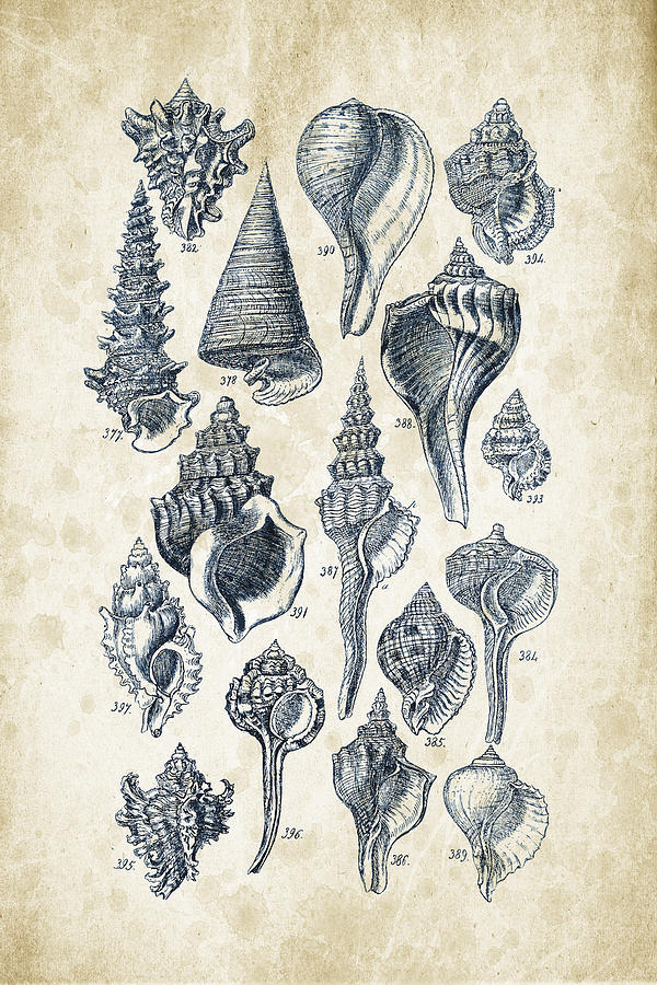 Molluscs Digital Art - Mollusks - 1842 - 17 by Aged Pixel Molluscs Digital Art - Mollusks - 1842 - 17 by Aged Pixel