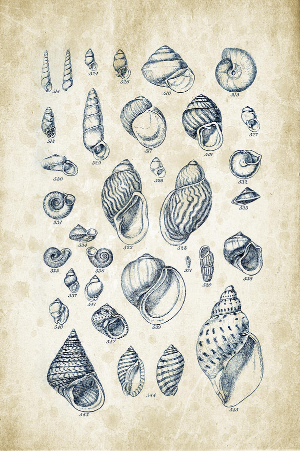 Shell Digital Art - Mollusks - 1842 - 25 by Aged Pixel