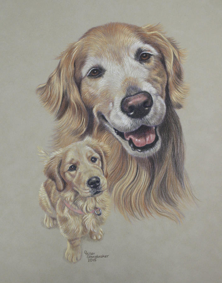 Golden Retriever Drawing - Molly Before and After by Debbie Stonebraker