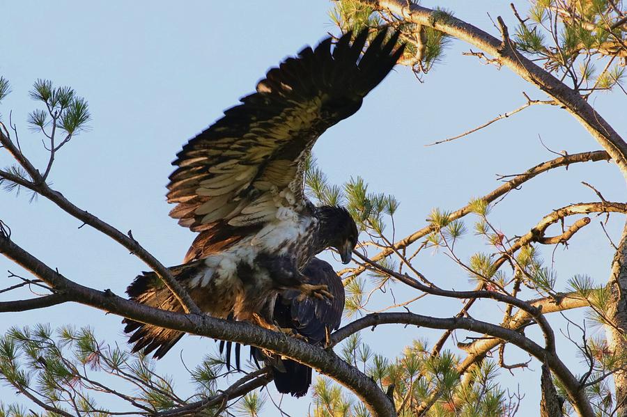 Sam Balancing His Turn Photograph By Debbie Storie Fine Art America