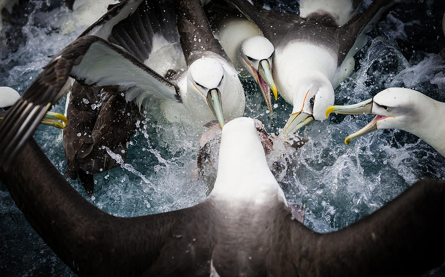 Albatross Photograph - Mollymawk Fight by Mark Bridgwater
