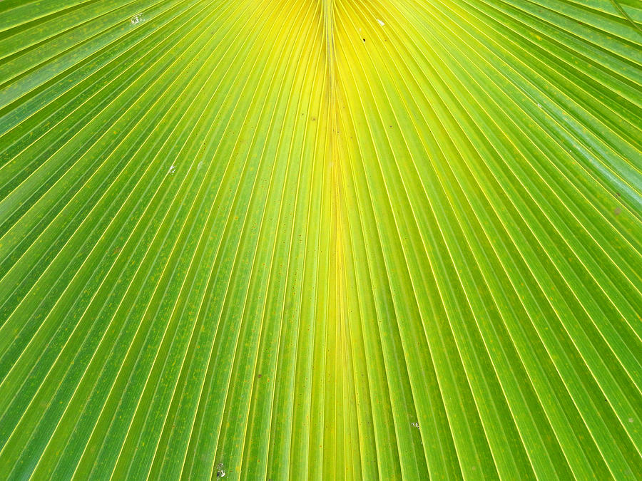 Molokai Palm Fan Photograph by Robert Meyers-Lussier