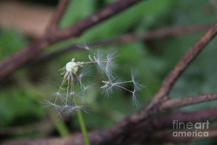 Molokai Wind Blows Seeds Photograph by Jennifer Bright Burr