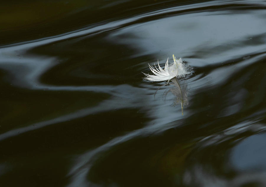 Molted Feather 2 Photograph by Dot Rambin Fine Art America