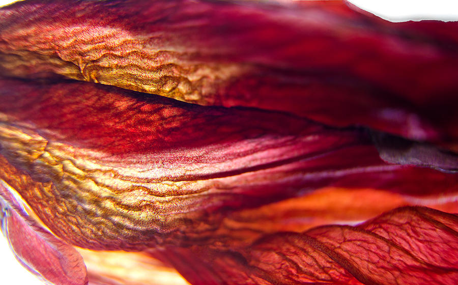 Molten Hibiscus Photograph by Jean Booth